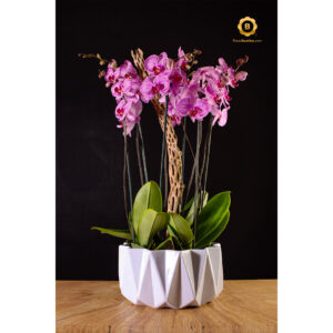 Diseño floral en planta Orquídea Phalaenopsis de 6 varas