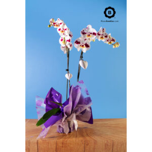 Diseño floral en planta Orquídea Phalaenopsis de 2 varas