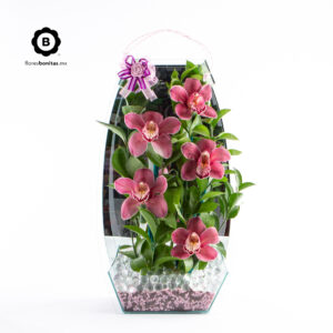 Bolsa de vidrio con 5 Orquídeas Cymbidium